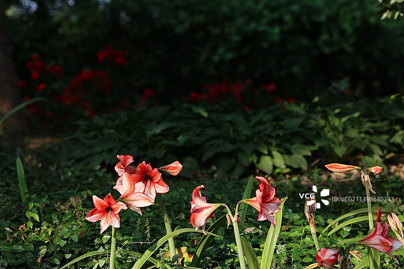 南京溧水梦华苑朱顶红图片素材