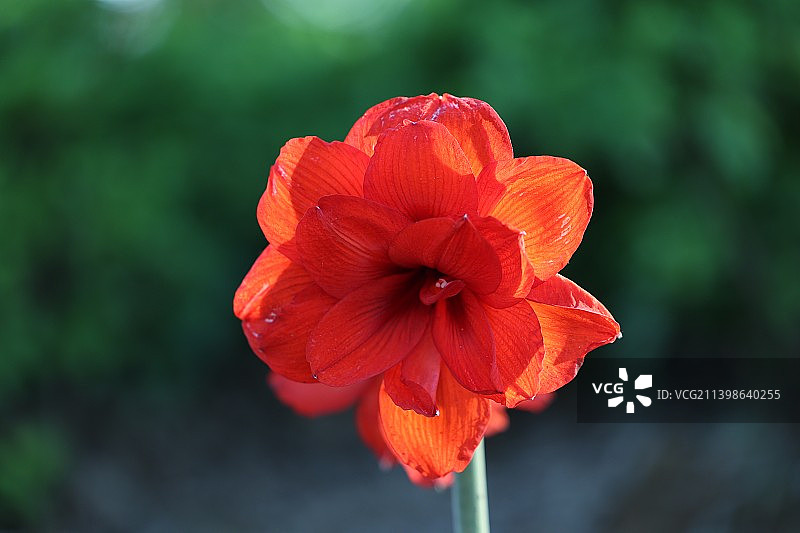 南京溧水梦华苑朱顶红图片素材