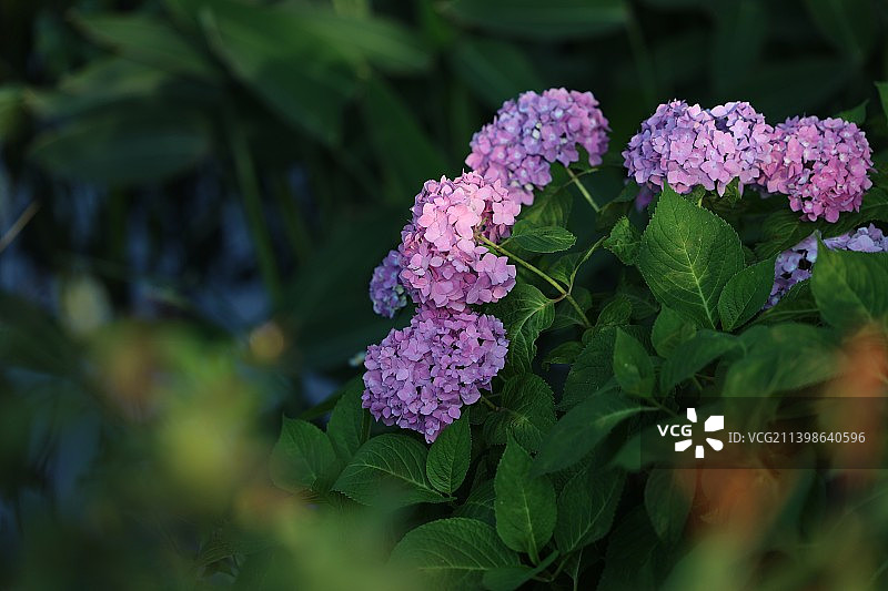 南京溧水梦华苑绣球花图片素材