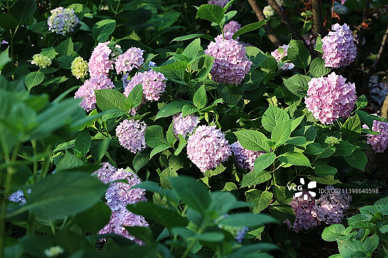 南京溧水梦华苑绣球花图片素材