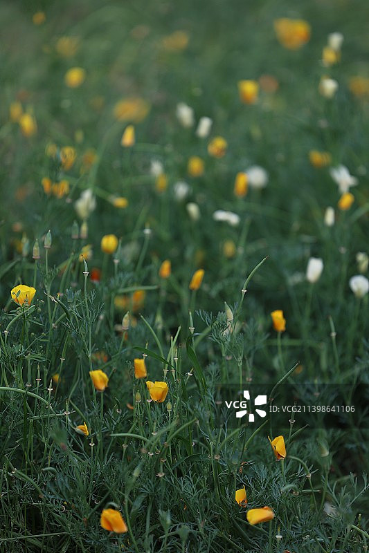 南京溧水梦华苑花菱草图片素材