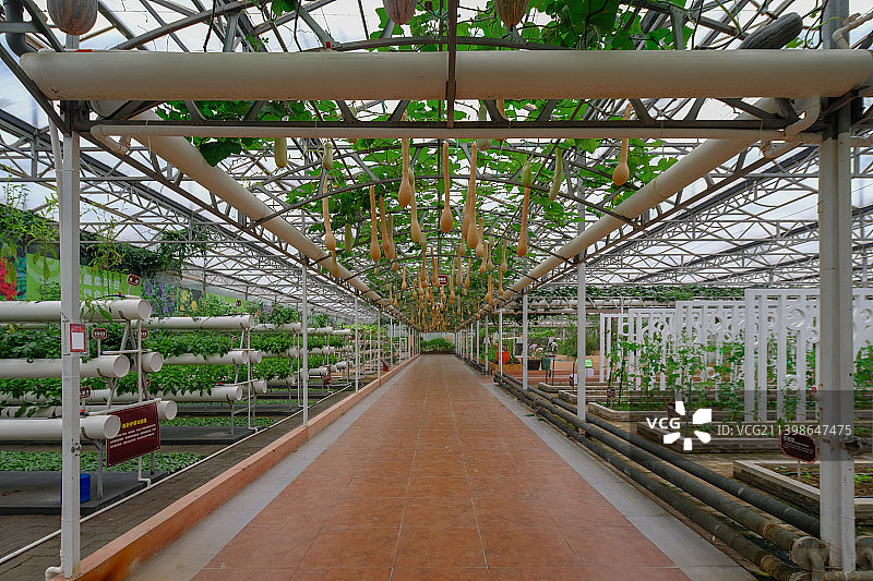 中国山东潍坊寿光菜博会6号馆内景图片素材