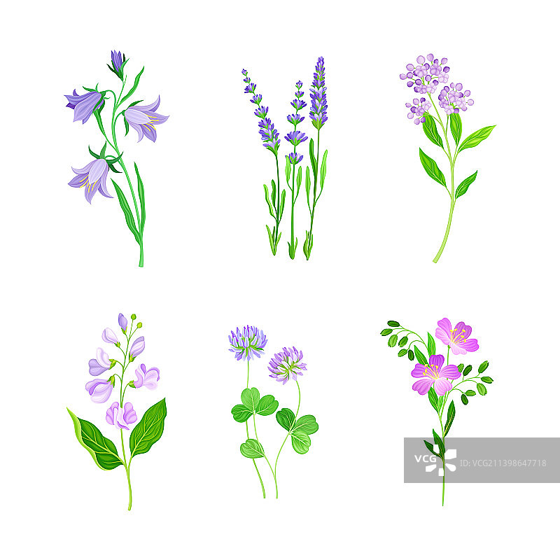 鲜花盛开的美丽草本植物田野图片素材