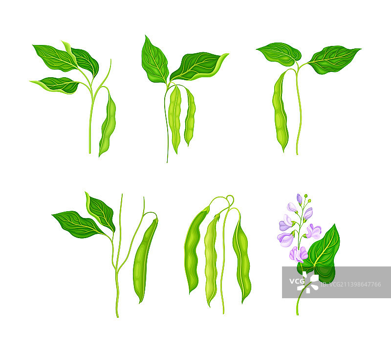 带绿色豆荚和花朵的豆类植物集合图片素材