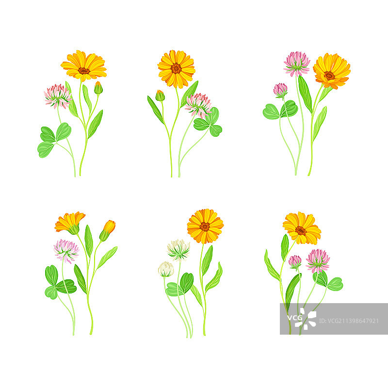 三叶草和金盏花植物合集图片素材
