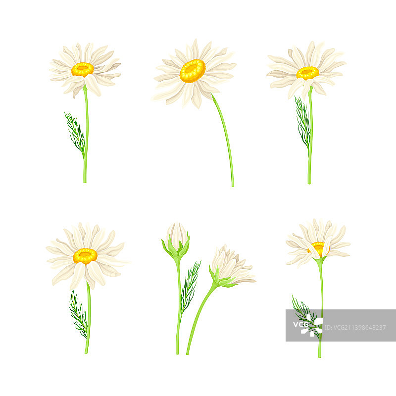 一套美丽的洋甘菊雏菊花朵与叶子图片素材