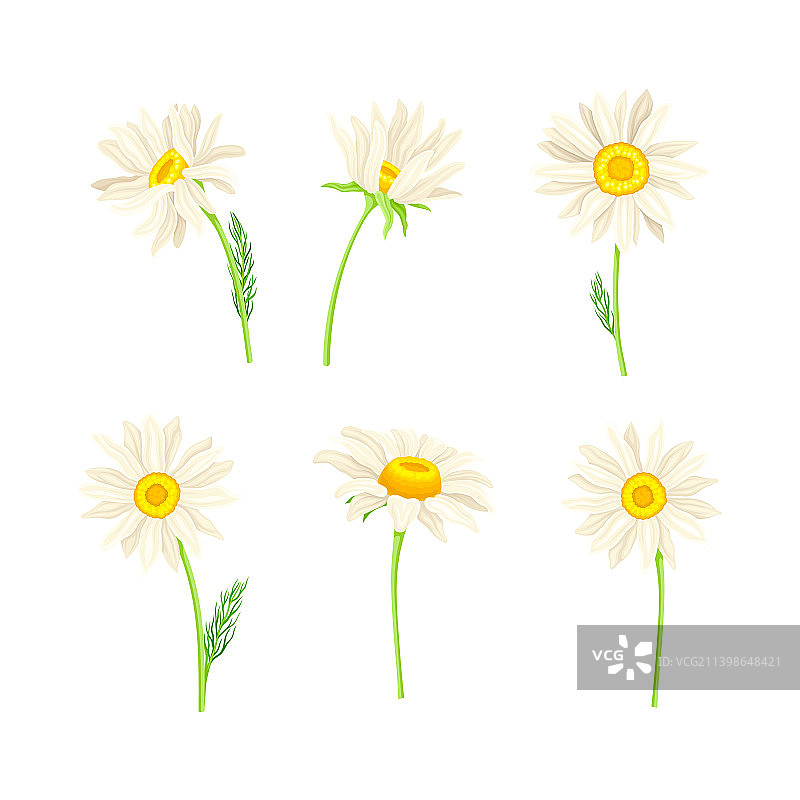 甘菊药草茶草本合集图片素材