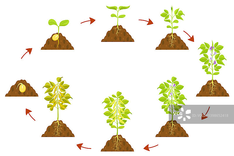 大豆生长过程示意图（种子）图片素材