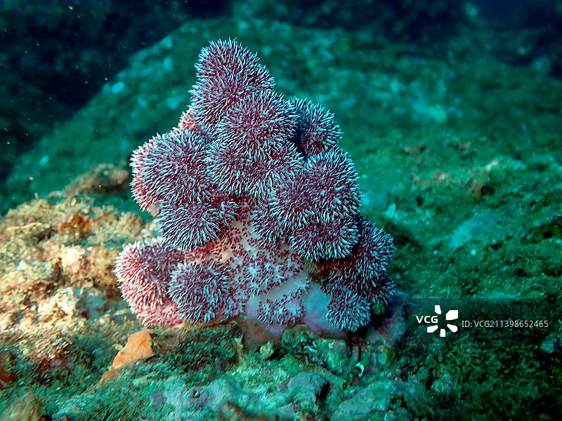 杨梅红玉珊瑚-1图片素材