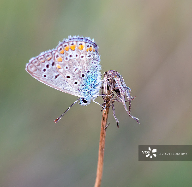 蜻蜓在树枝上的特写图片素材
