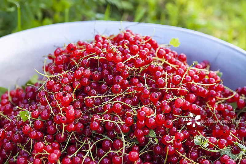 绿草地上的成熟红醋栗碗：花园浆果图片素材
