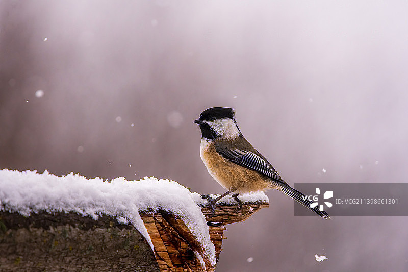 栖息在被雪覆盖的田野上的歌山雀特写图片素材