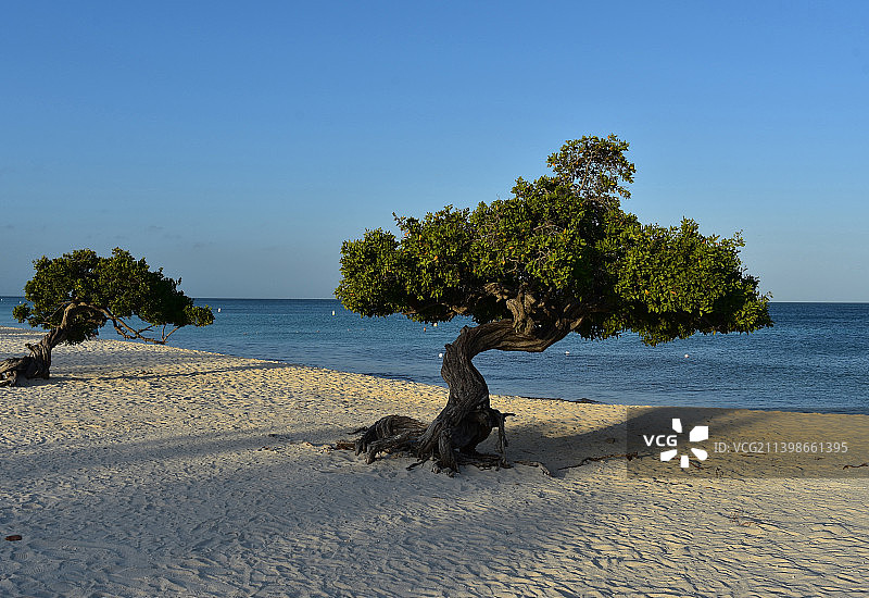 鹰滩上的一对迪维迪维树图片素材