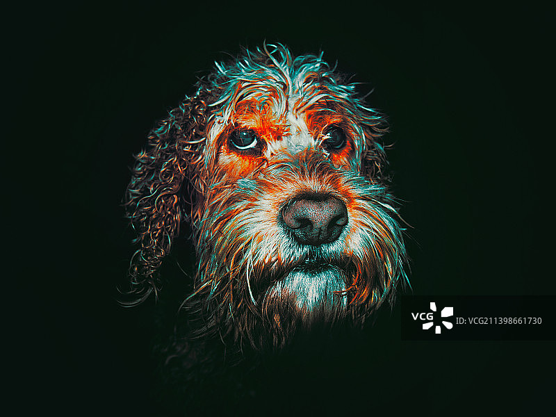 黑色背景下的狗的特写图片素材