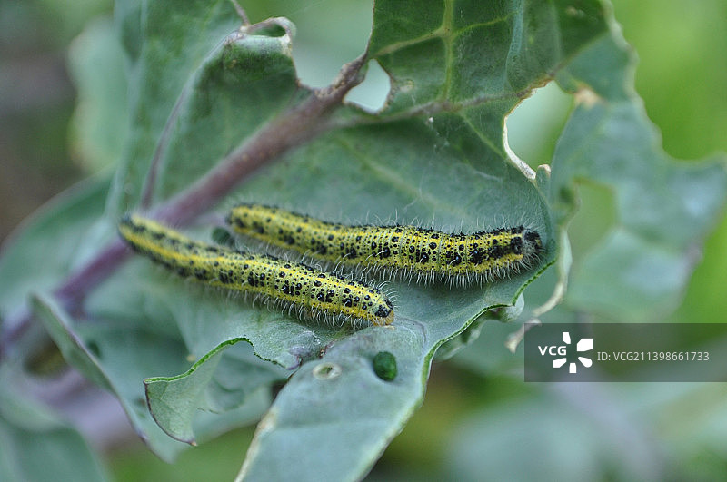 树叶上的昆虫特写，白俄罗斯帕斯塔维图片素材