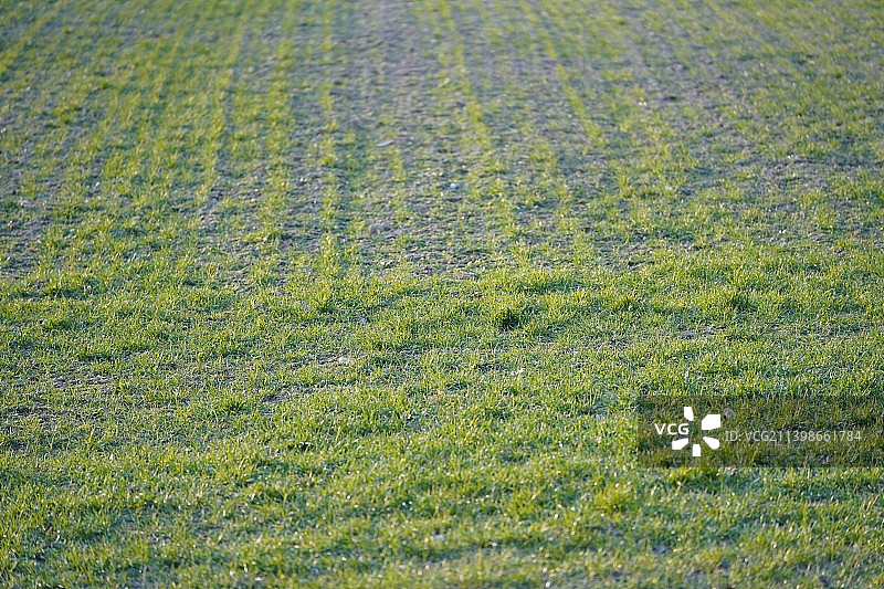 奥地利维也纳的草地特写镜头图片素材