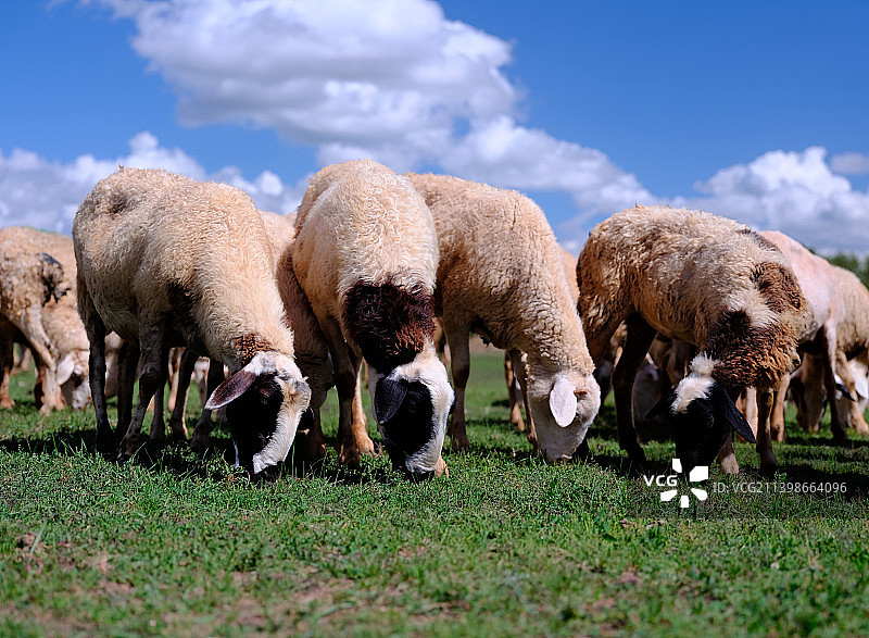 黑头羊，羊群，绵羊。图片素材
