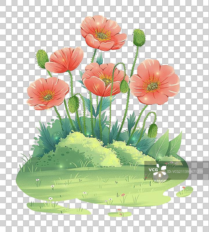 虞美人图片素材