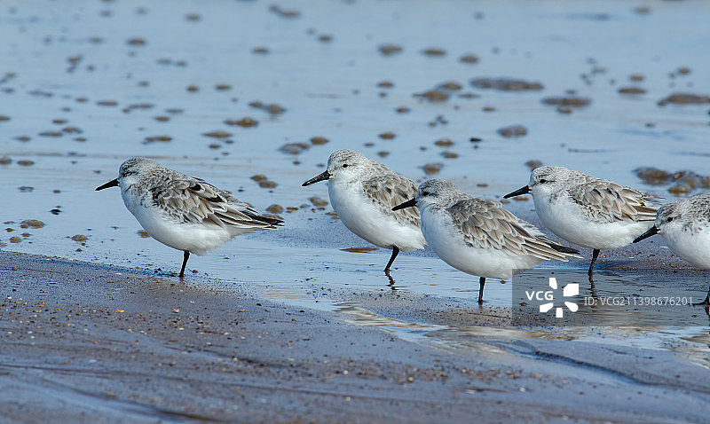 栖息在英国林肯郡海滩岸边的鸟类特写图片素材