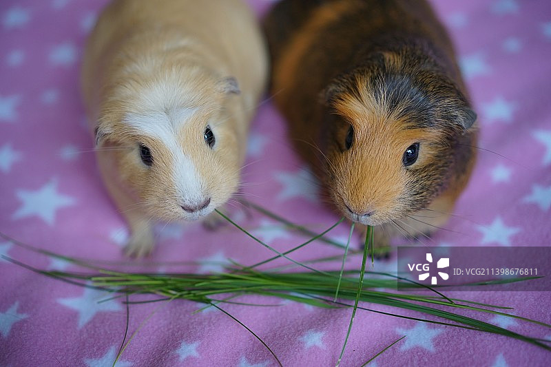 豚鼠特写镜头图片素材