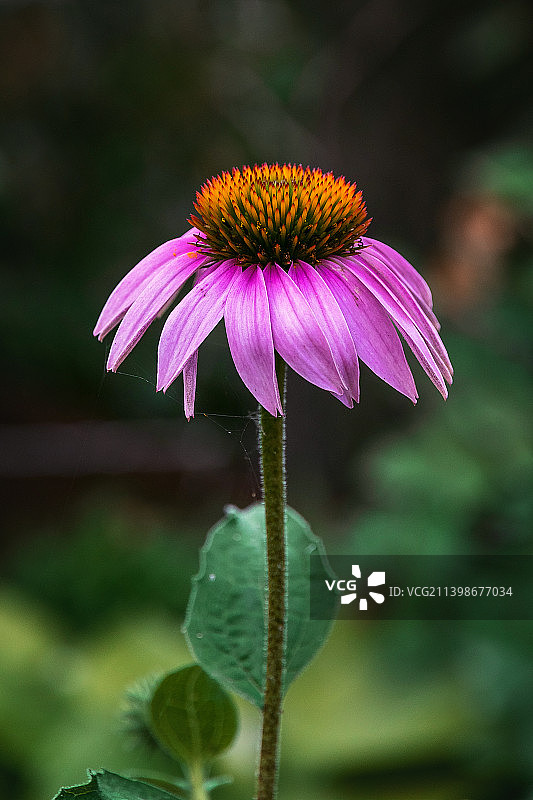 绿色背景上盛开的粉色紫锥菊，俄罗斯图片素材