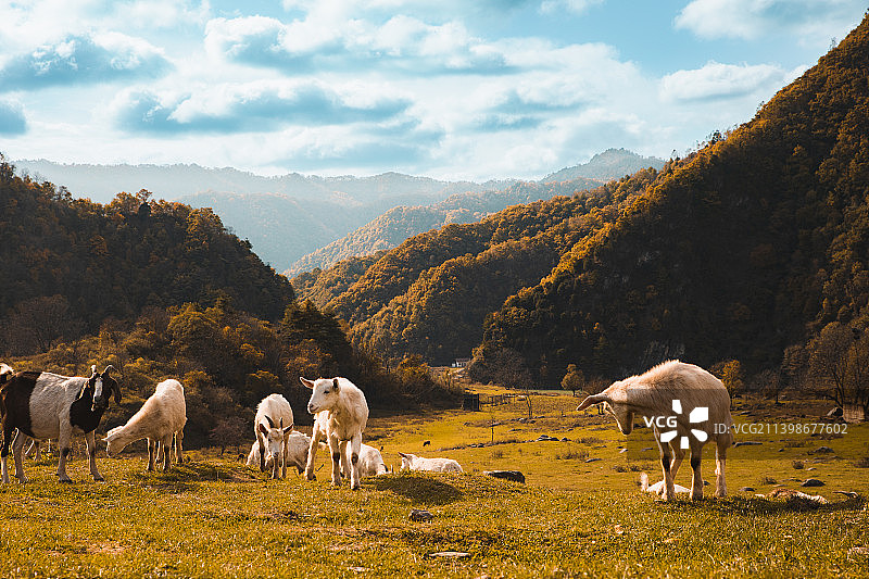 航拍秦岭汉中留坝狮子沟牧场秋季图片素材