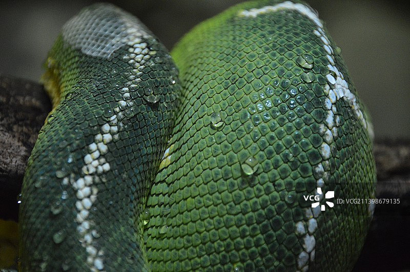 英国伦敦蟒蛇特写图片素材