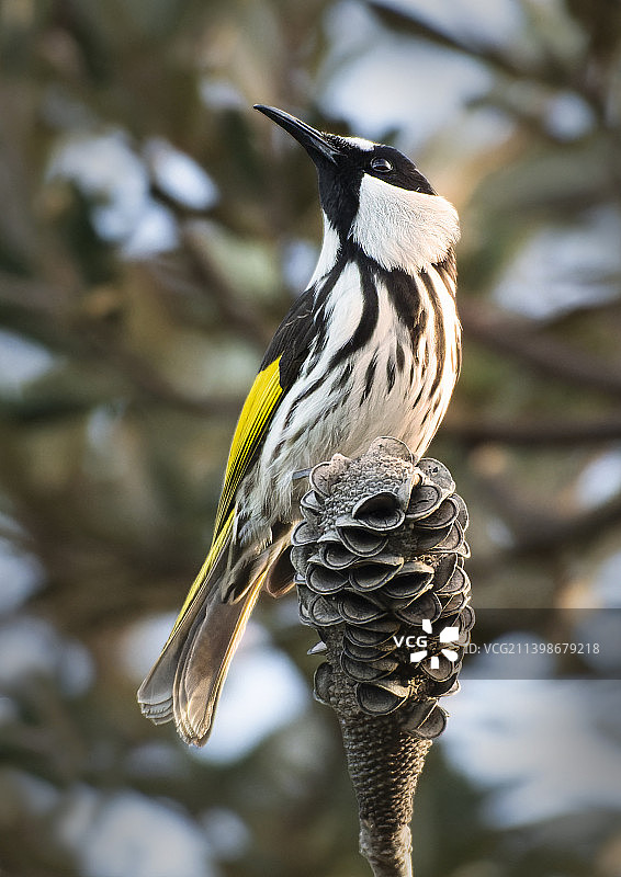 澳洲卡泰湿地，吸蜜鸟栖息在树枝上的特写图片素材