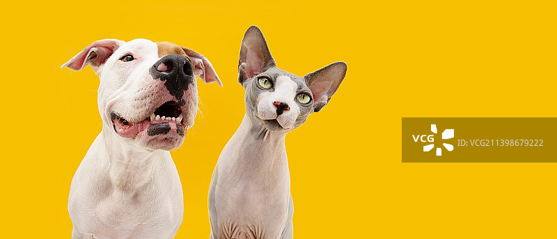 宠物猫和狗在黄色背景下做鬼脸（西班牙赫罗纳）图片素材