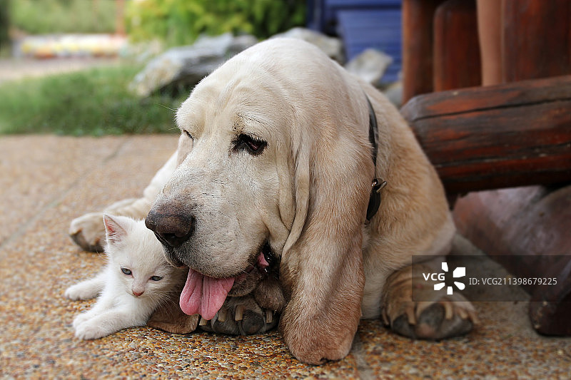 户外坐着的狗特写图片素材