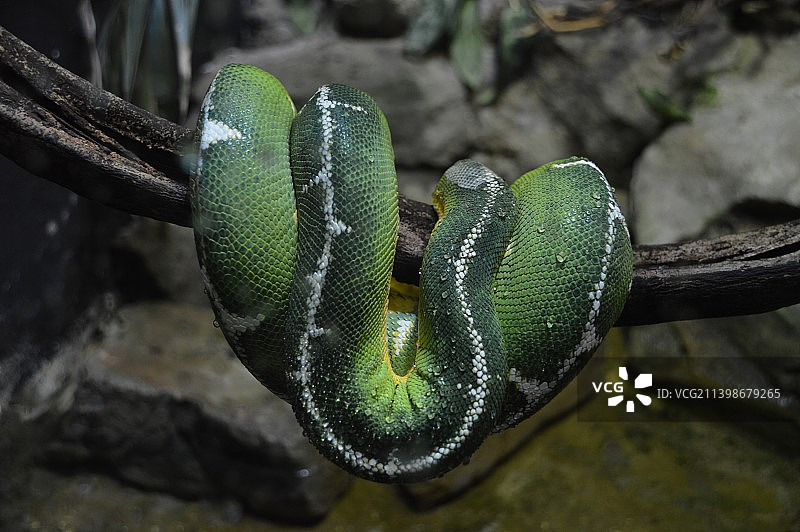 伦敦翠绿树蟒特写图片素材