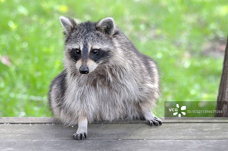 木头上狐狸的肖像，美国图片素材