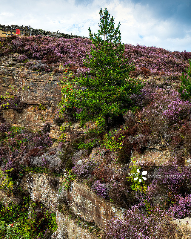英国土地繁花似锦风光图片素材