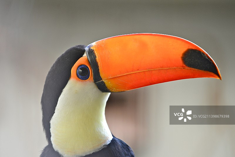 巨嘴鸟特写，日本图片素材