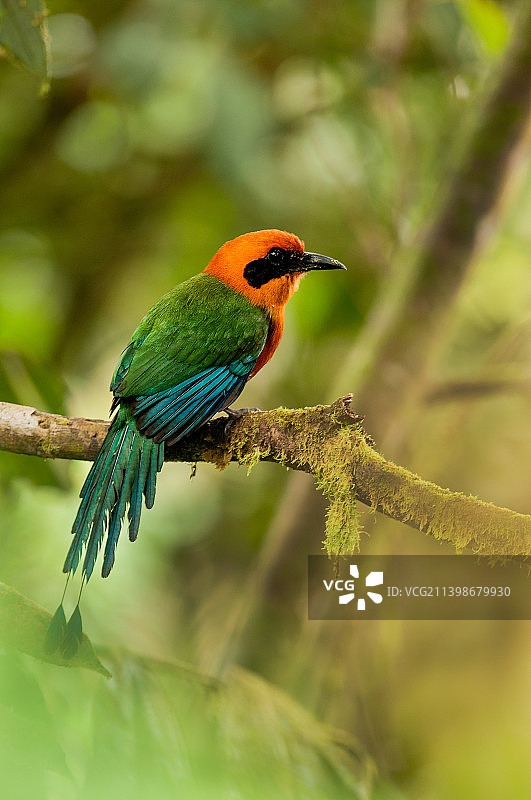 丁香栖息在树枝上的特写，厄瓜多尔图片素材