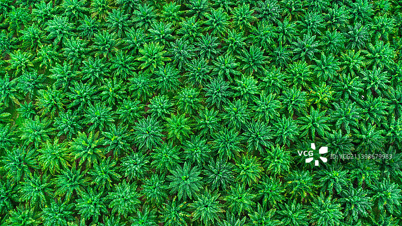 泰国甲米棕榈油种植园的鸟瞰图，泰国棕榈树的俯视图图片素材