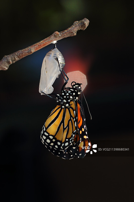 栖息在花朵上的蝴蝶特写图片素材