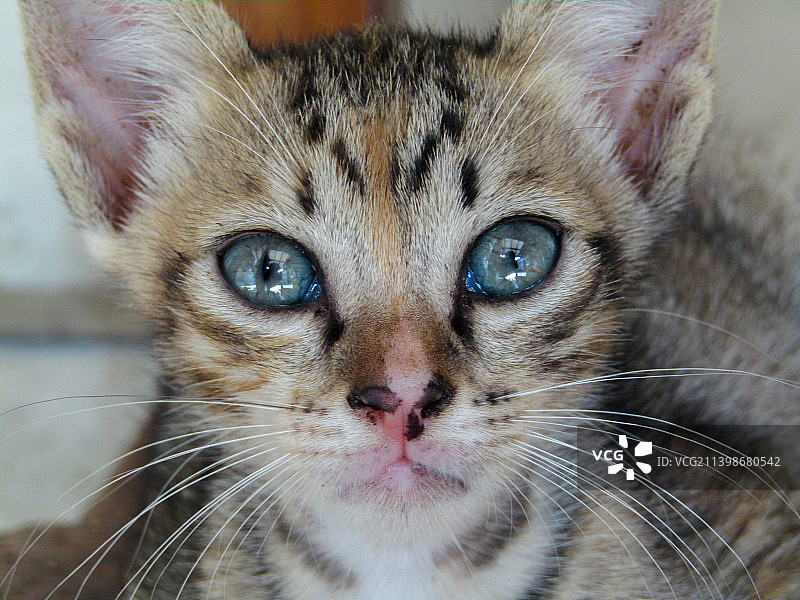 凝视镜头的条纹猫咪图片素材