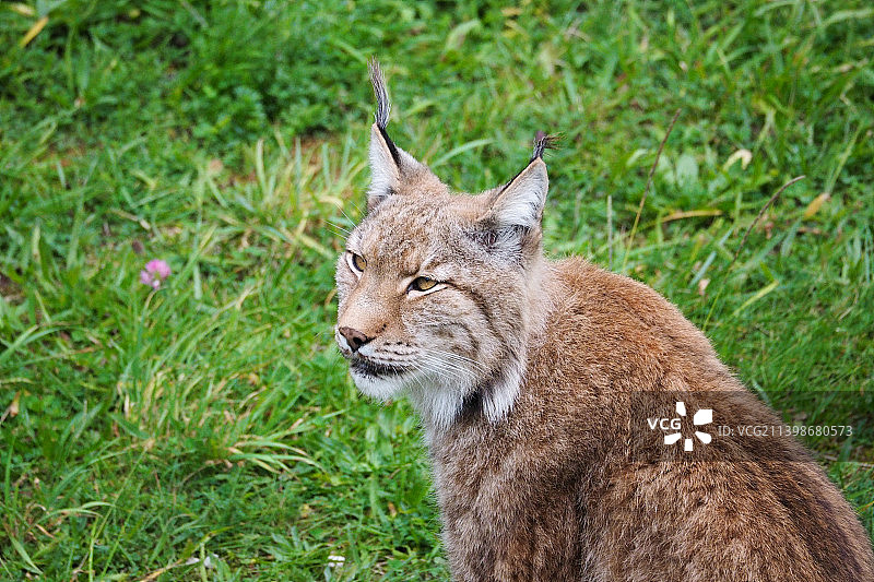 田野上的猫咪特写，西班牙图片素材