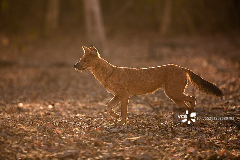 印度野狗图片素材