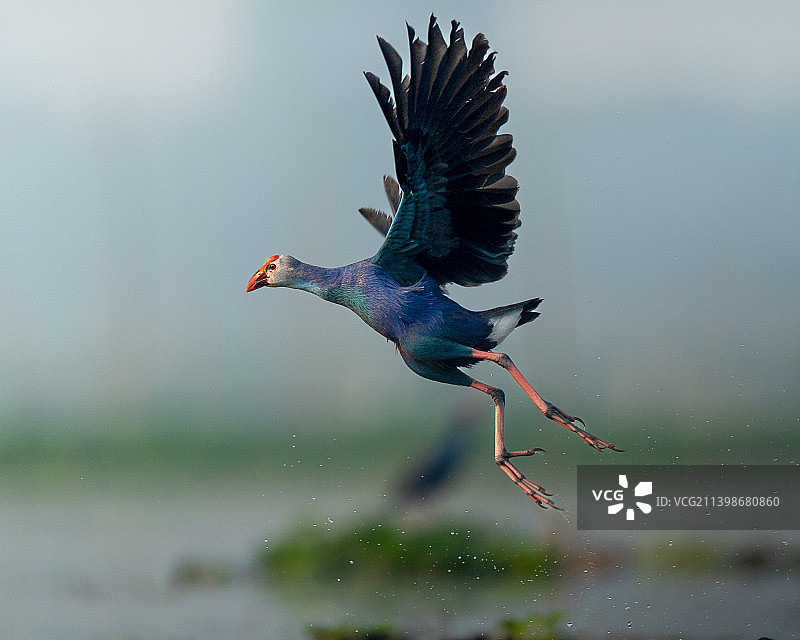 紫水鸡在天空飞翔的特写图片素材