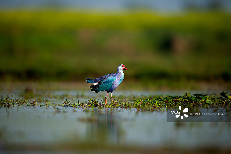 水鸡栖息在田野上的特写图片素材