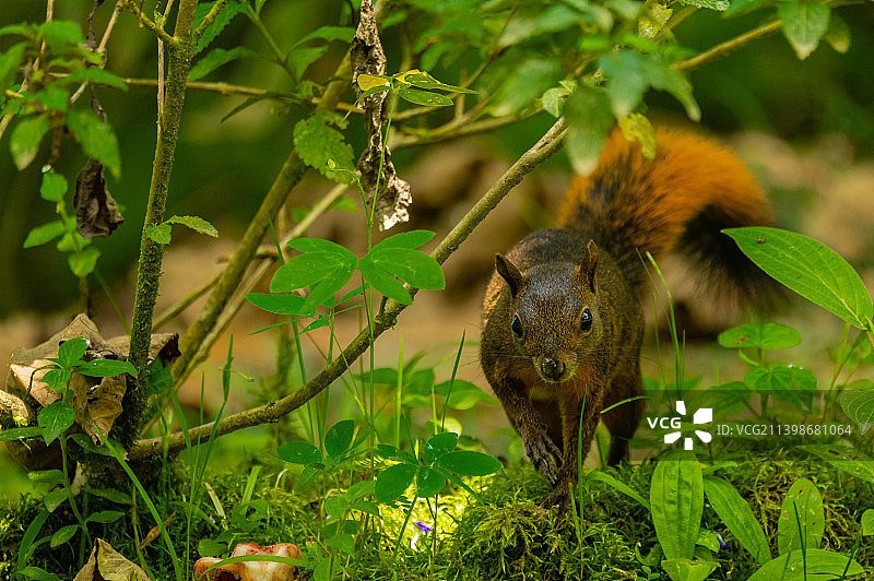 树干上的松鼠特写，马尼萨莱斯，卡尔达斯，哥伦比亚图片素材