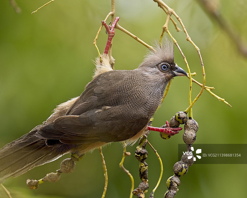 栖息在树枝上的鸣禽特写图片素材
