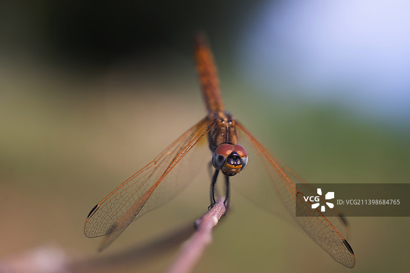 蜻蜓在树枝上的特写图片素材