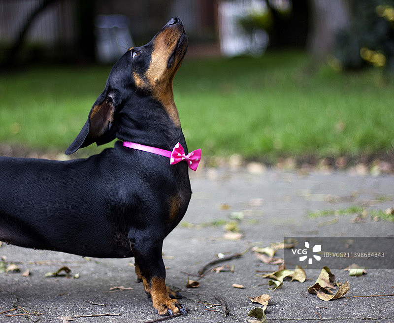 腊肠犬望向远方特写图片素材