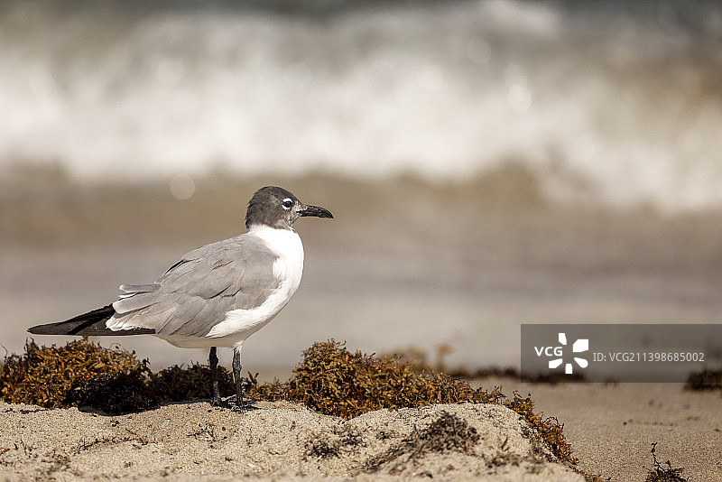 劳德代尔海滩沙滩上栖息的笑鸥特写，美国佛罗里达州图片素材