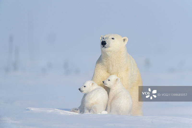 两只北极熊在加拿大马尼托巴瓦普斯克国家公园嬉戏打闹图片素材