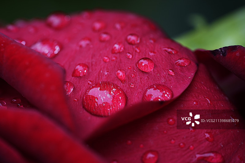 红色玫瑰花上的水滴特写图片素材