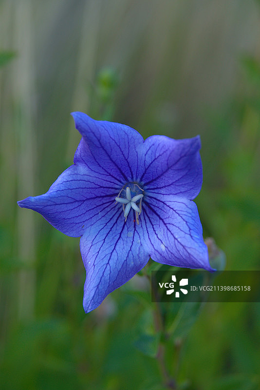 紫色蓝色花朵的特写图片素材